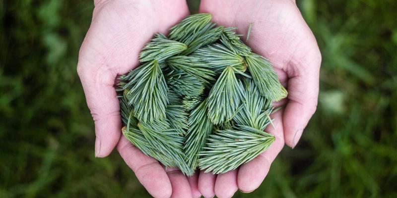 精密齿轮加工：从滚齿到磨齿的精度提升路径与核心技术解析